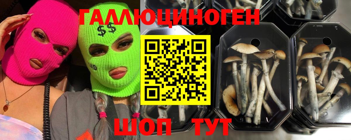 Псилоцибиновые грибы Psilocybine cubensis  Богданович 